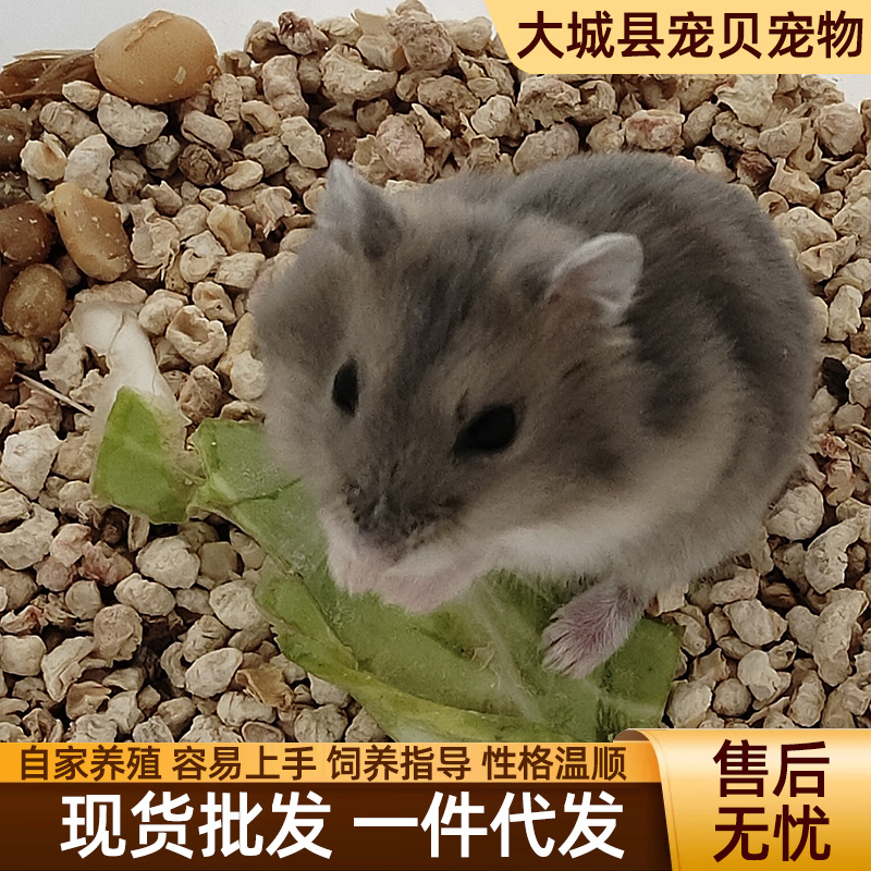 Живой хомяк, серебряная лисица, пудинг, набор для маленьких домашних животных