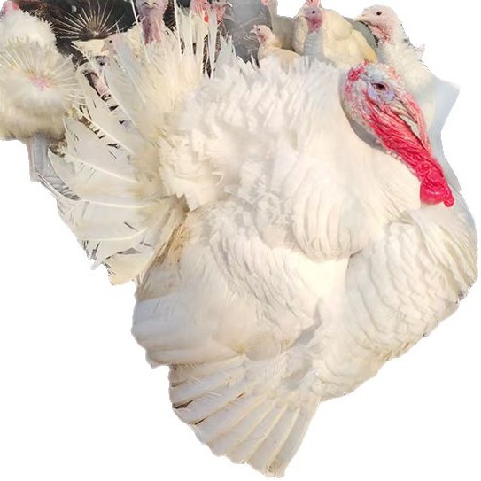 Purebred Half-Sized Bronze Turkey Live Chicks 0.5kg Authentic Large Turkey Brooding Chicks Half a Pound Price Breeding Base