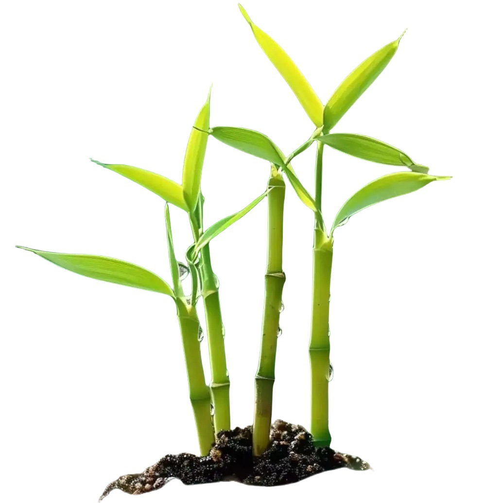 Bamboo Seedlings Planted in the North Cold-Resistant Courtyard Ornamental Early Garden Bamboo Large Moso Bamboo Gold Inlaid Jade Bamboo Luohan Bamboo Purple Bamboo Seedlings