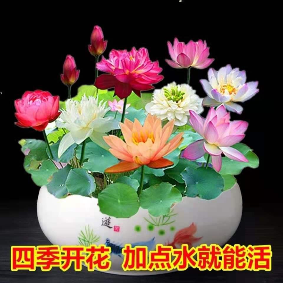 E-commerce dedicated cross-border wholesale water lily bowl lotus aquatic plant seeds hydroponic lotus lotus seed bowl lotus seeds