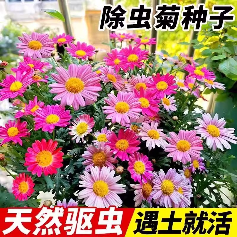 Mothballs Seeds, Mosquito Repellent Grass, Insect Repellent Chrysanthemum Mixed Color Flower Seeds, Original Four-Season Vegetable and Flower Seeds