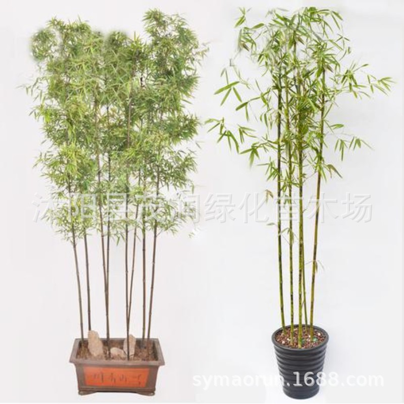 Green Plant Bamboo Seedlings, Green Bamboo, Rigid Bamboo, Courtyard Bamboo, Gold Inlaid Polygonatum Odorifera, Purple Bamboo, Luohan Bamboo, Spotted Bamboo Seedlings