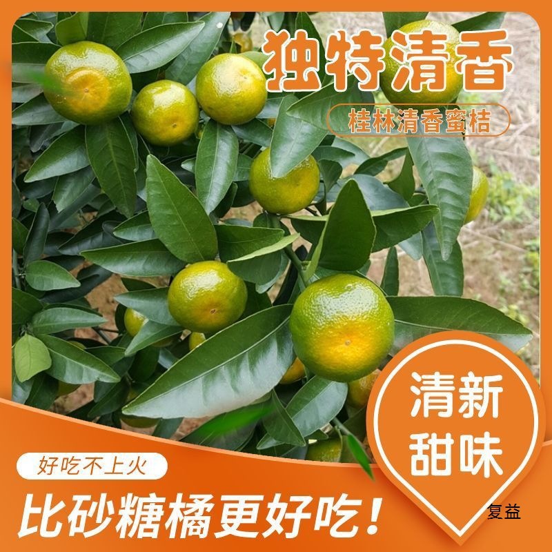 [Sour Taste] Fujian Oranges Are Freshly Picked Green-Skinned Oranges with a Sweet and Sour Taste, Thin-Skinned Tangerines, Suitable for Pregnant Women