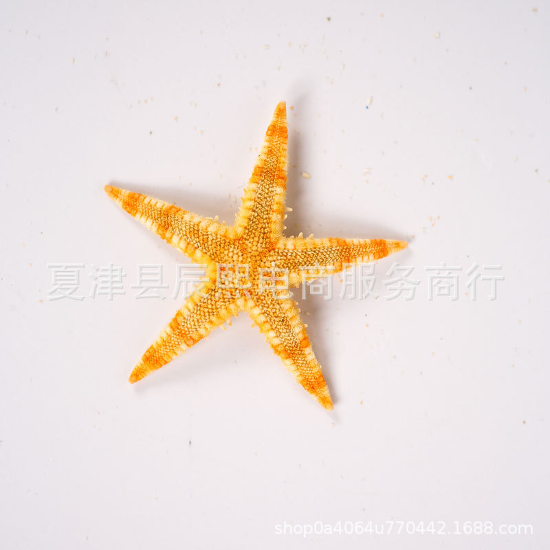 Natural Shell Conch Mini Five-Pointed Starfish Handmade DIY Accessories Micro Landscape Decorative Crafts Shooting