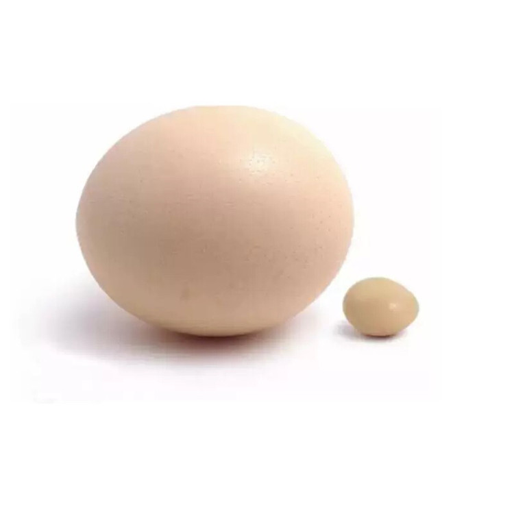 Fresh Edible Ostrich Eggs Available from Stock. Price of Ostrich Eggs. One Ostrich Egg Weight. Ostrich Eggs in Gift Box