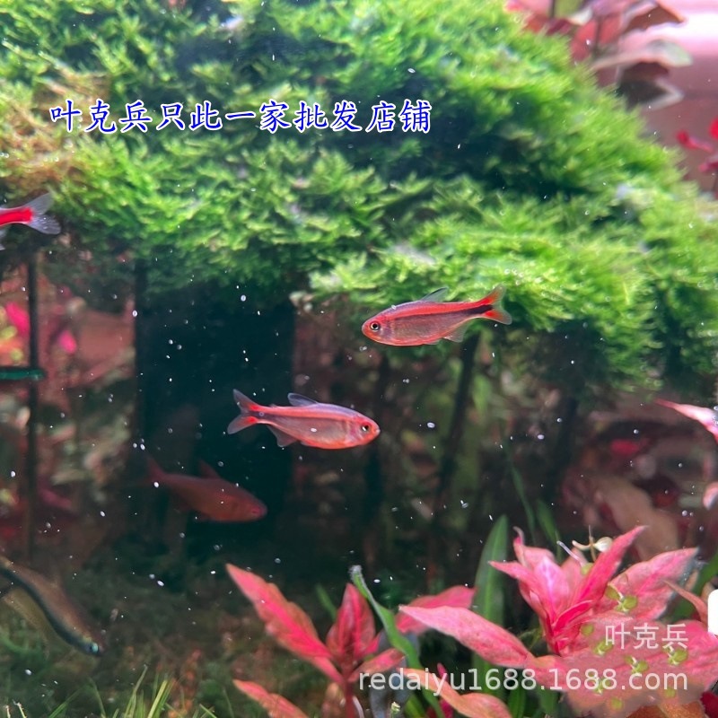 Шанхайская оптовая лампа для огненных муравьев, красная, желтая, лампа для живых тропических декоративных рыб, маленькая рыбка, лампа для травы