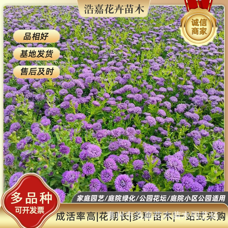 Purple Danish Aster Red Flower Potted Garden Square Park Greening Flower Dutch Chrysanthemum Various Chrysanthemum Seedlings
