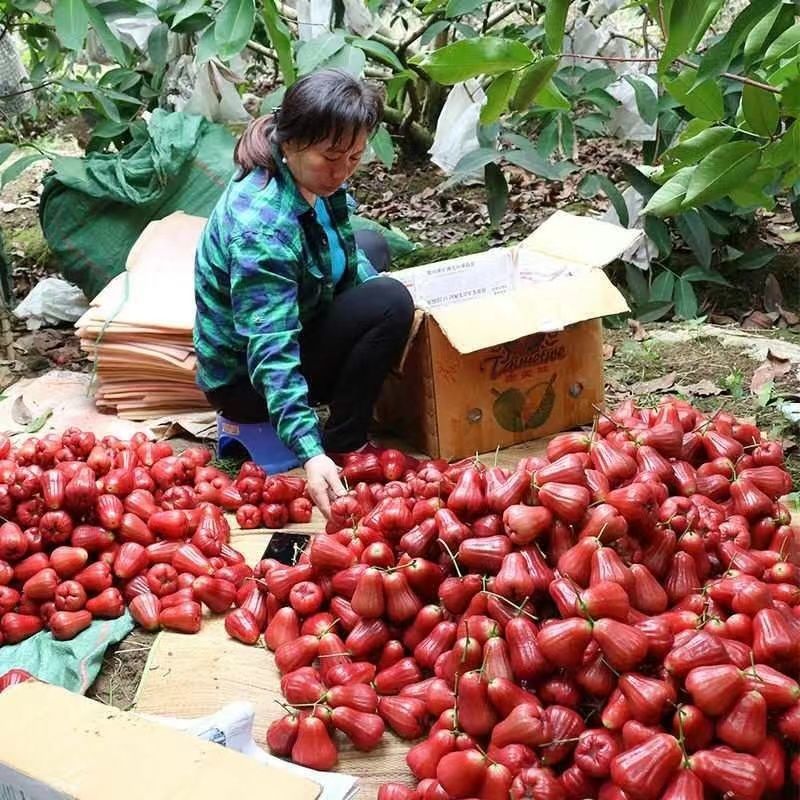 Hainan Lotus Mist Seasonal Fresh Fruit Black Pearl Mist Lotus Fruit Ruby ​​Wholesale Whole Box Fruit for Pregnant Women Free Shipping