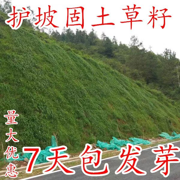 Wholesale Lawn Seeds, Grass Seeds, Slope Protection, Greening, Soil Fixation, Evergreen Tall Fescue, Ryegrass, Bermudagrass Seeds for All Seasons