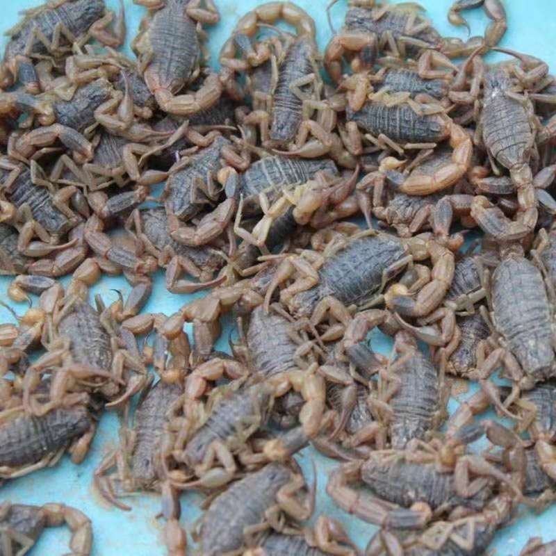 Live Scorpion Yimeng Full Scorpion Scorpion Live Wufu Mountain Full Scorpion Scorpion