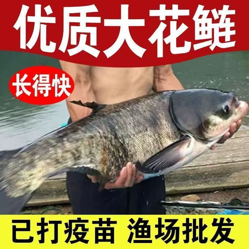 [Store Hot Selling] Healthy and Vibrant Live Flower Silver Carp Fry Package Storage Recommended High-Quality Fat Head Bighead Carp Fry Freshwater
