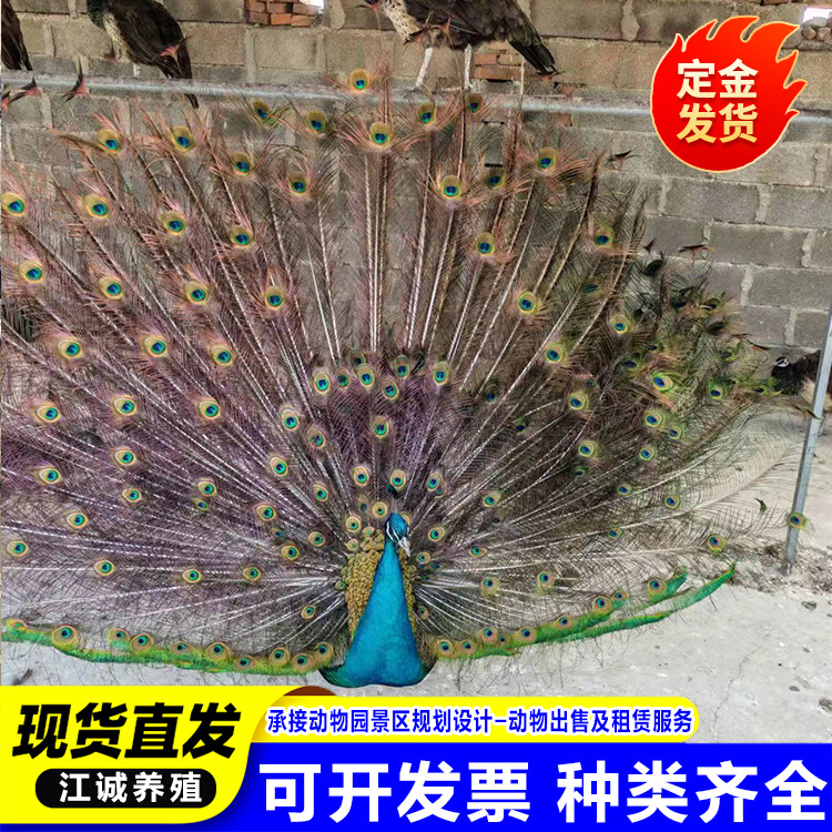 Blue and White Flower Peacock Seedlings, a Pair of Male and Female Pet Birds, Live Large Ornamental Birds, Peacock Seedlings, Small Peacock Seedlings Price