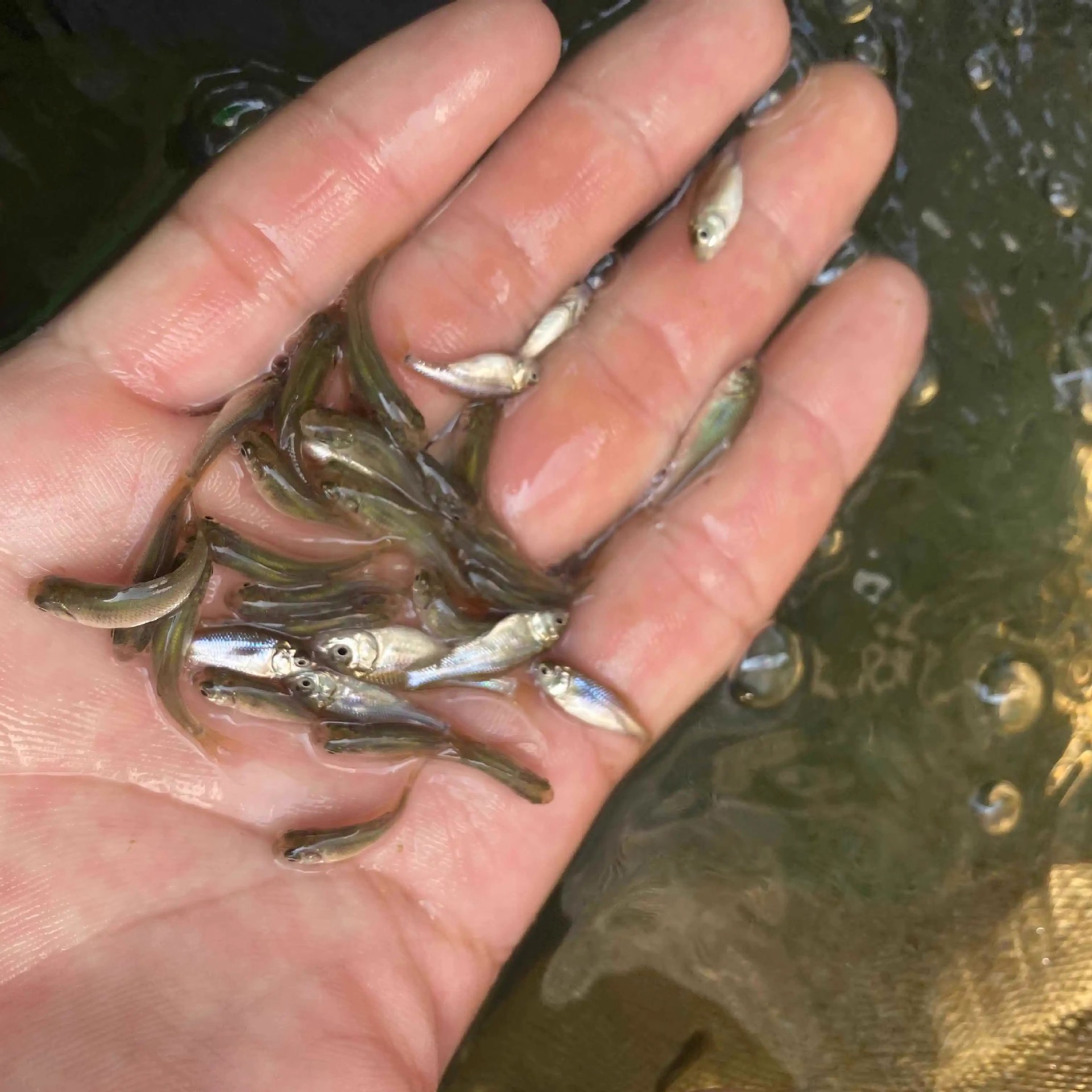 Feed Fish Fresh Feeding Release Fishing Arowana Live Bait Turtle Feed Crucian Carp Breeding Freshwater Ornamental Fish Fishing