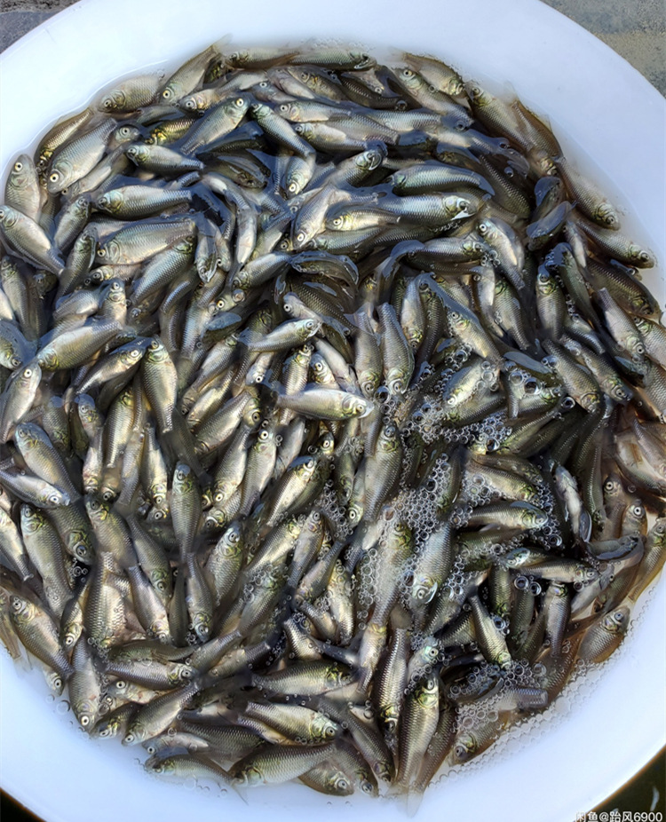 Оптовая продажа мальков карпа, разведение в пресноводных прудах, съедобная рисовая рыба, карп рисового поля, краснохвостый карп