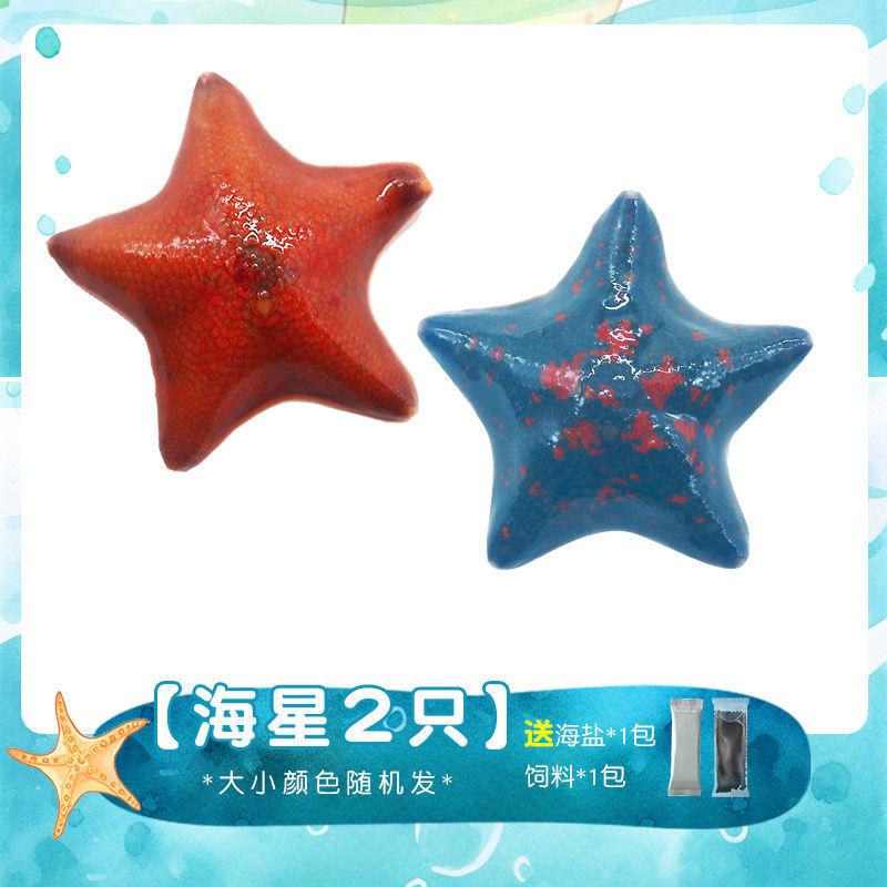 Морская свинка, морская звезда, живая морская звезда, аквариумный питомец, морская жизнь
