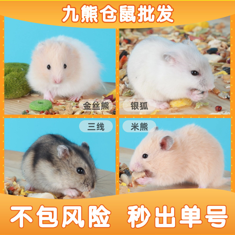 Живые хомяки, оптовая продажа с тремя линиями, фиолетовый цвет