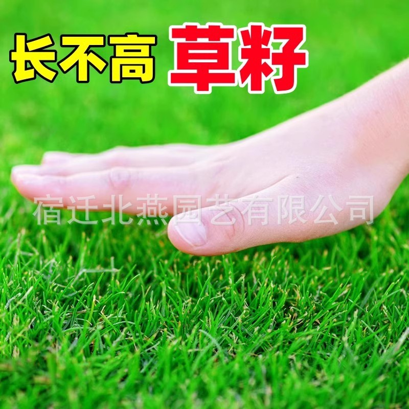 Lawn Seeds, Grass Seeds, Evergreen, Pruning-Free, Bermudagrass Slope Protection Turf, Cold-Resistant Ryegrass, Greening Grass Seeds