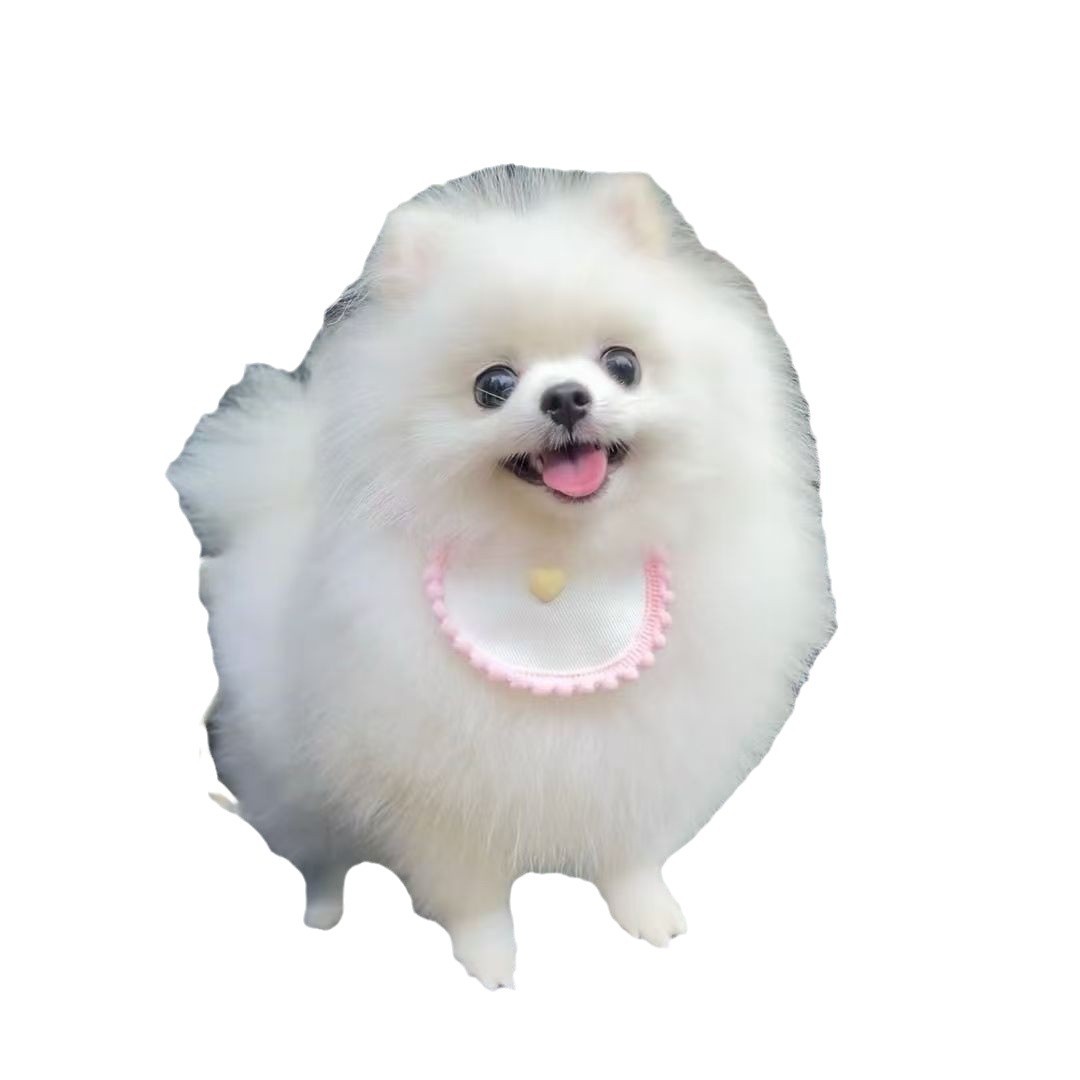 Purebred Pomeranian Puppy Live Pomeranian Teacup Dog Pomeranian Pet Puppy Dog Pomeranian Small Mini Companion Dog