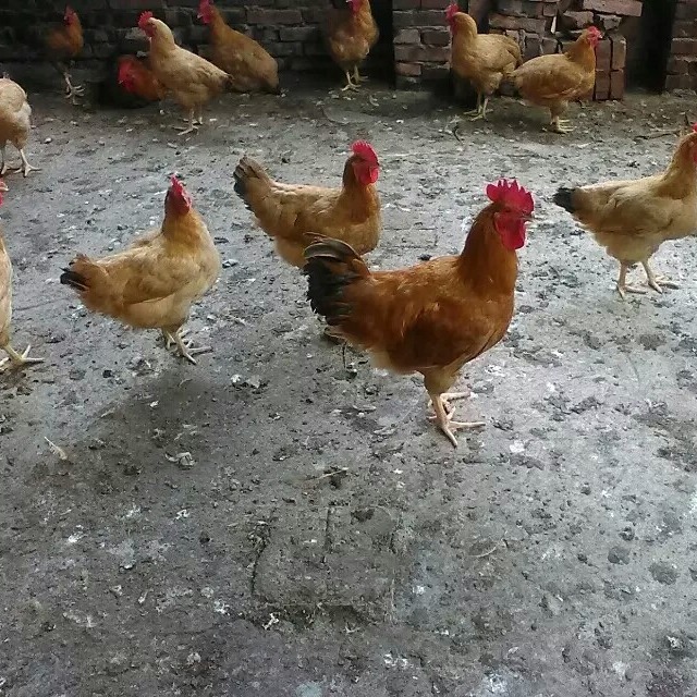 Three Yellow Rooster Seedlings, Small Species, Hunan Yellow, One-Day-Old Pet Stall, Cheap Live Animals, One-Day Small Yellow Chicken