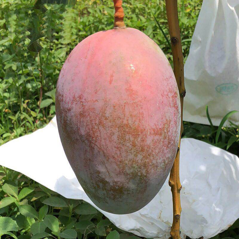 [First-Class Fruit] Sichuan Panzhihua Kate Mangdai 2.5kg Sweet and Glutinous Big-Faced Mango Fresh Fruit Gift Box