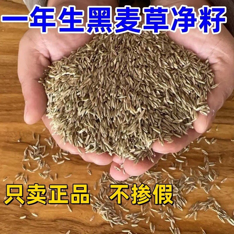 Семена однолетнего райграса для пастбищ, тетраплоидные семена многолетнего газона синей метки для повторного озеленения и защиты склона