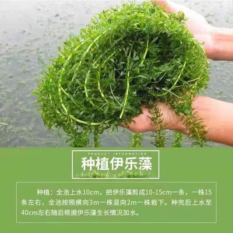 Wholesale submerged plant Chrysanthemum verrilicum chrysanthemum foxtail algae Erethroids Elodae green chrysanthemum all kinds of aquatic plants seedling construction