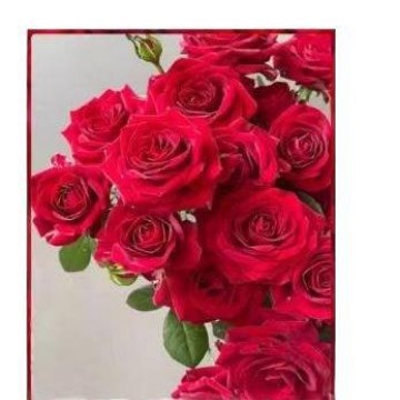 # Rose Seedlings Extra Large Florals with Buds Florals and Green Plants Indoor and Outdoor Balcony Potted Roses Blooming in All Seasons