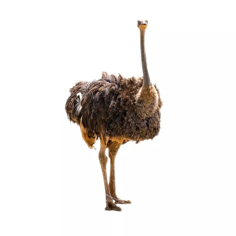 Ornamental Adult African Ostrich, Australian Emu, Ready Supply, Wholesale Ostrich Eggs, Ostrich Meat, Ostrich Farm
