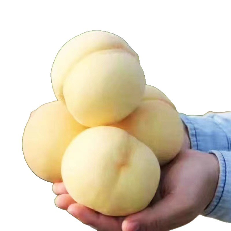 Shandong White Jade Large White Peach, Direct Delivery from the Place of Origin, Creamy White Peach, Free Shipping, Seasonal Fruit White Peach, Drop Shipping