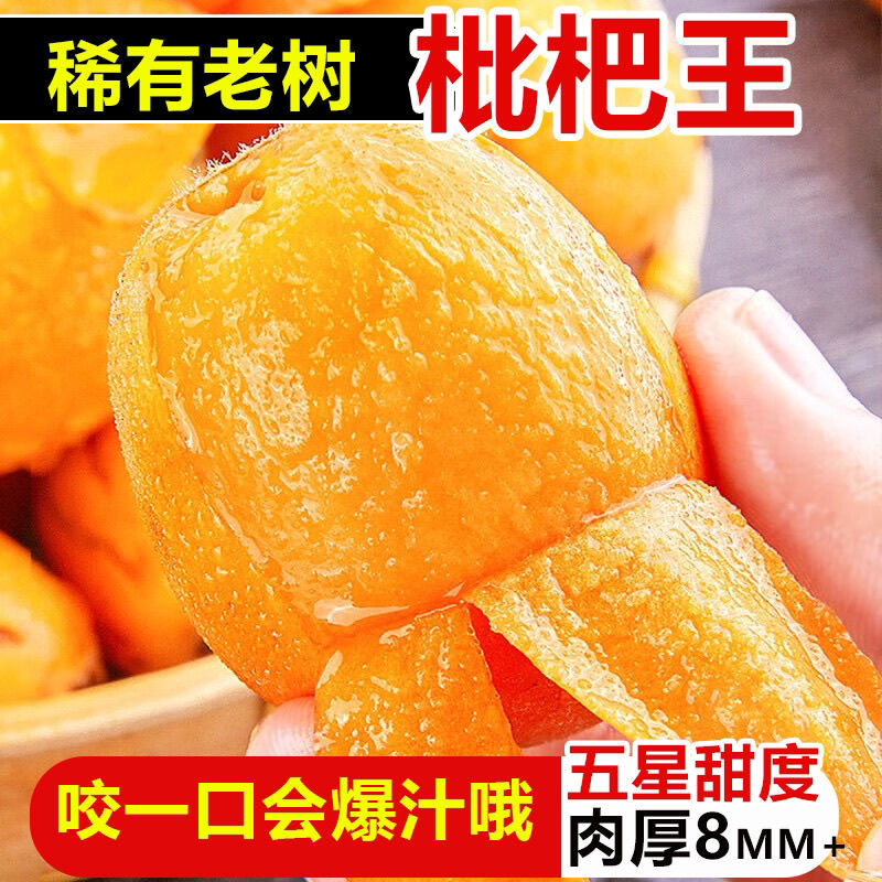 Fresh Large Fruit of Loquat from Miyi, Panzhihua, Sichuan