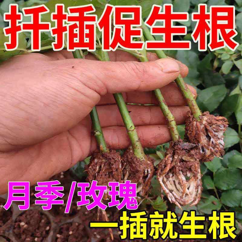 Жидкость для укоренения роз, укореняющий агент, черенки, цветочные композиции, быстрое укоренение, укрепляющее средство для рассады, новое укрепляющее средство для корней