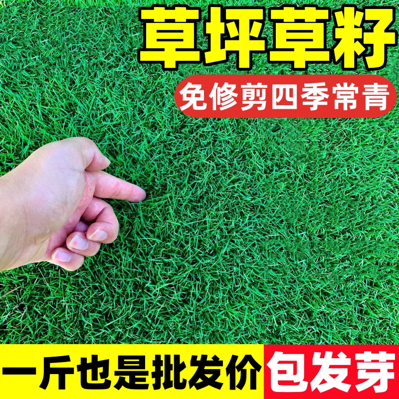 Lawn Grass Seed Slope Protection Bermudagrass Manila Evergreen Courtyard Carpet Turf Greening Ryegrass Seed Larvae