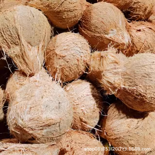 Hainan Old Coconut Hairy Coconut Fresh Wholesale Coconut Chicken Coconut Fruit Coconut Meat Juice Soup