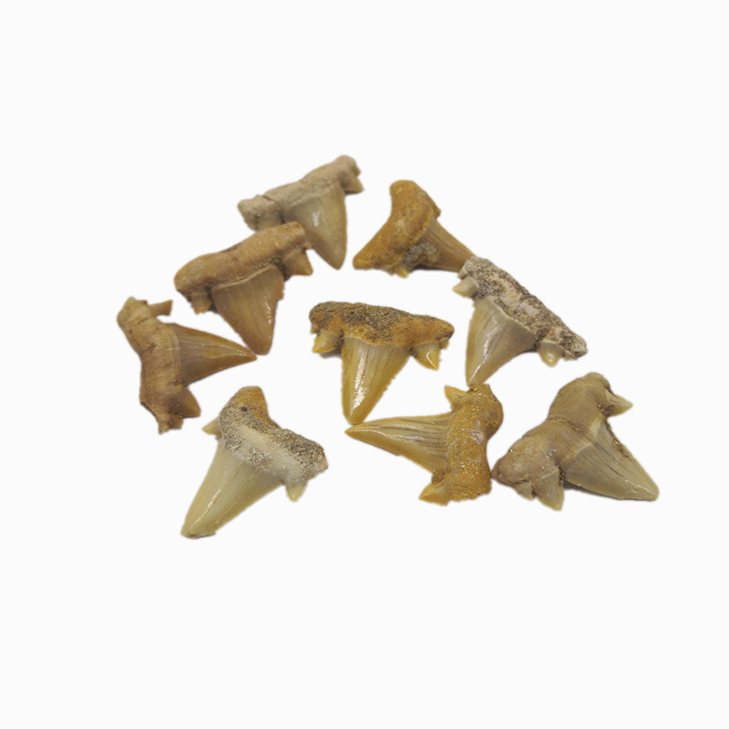 Natural Shark Tooth Fossil Bare Tooth Marine Animal Tooth Toy Gift Fossil Specimen Decoration Pendant Pendant