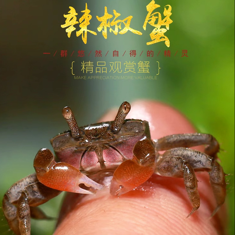 Pepper Crab Small Crab Stall with Price of Goods Hand Crab Ornamental Crab Freshwater Crab Living Pet Origin