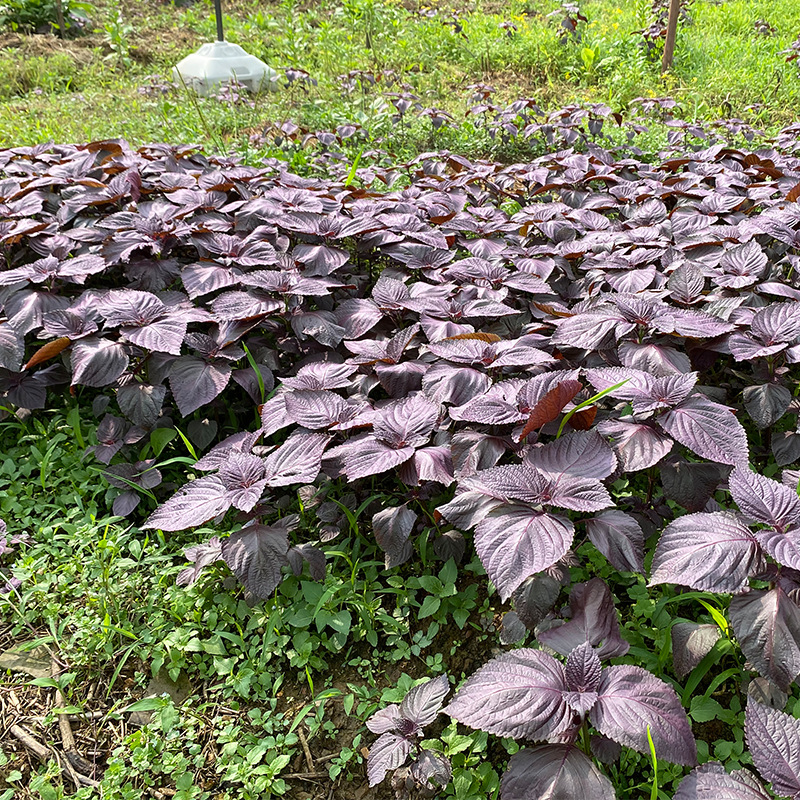 Premium Fresh Perilla Leaves Edible Hunan Farmhouse Perilla Restaurant Fish and Shrimp Deodorizing Double-Sided Purple Leaves