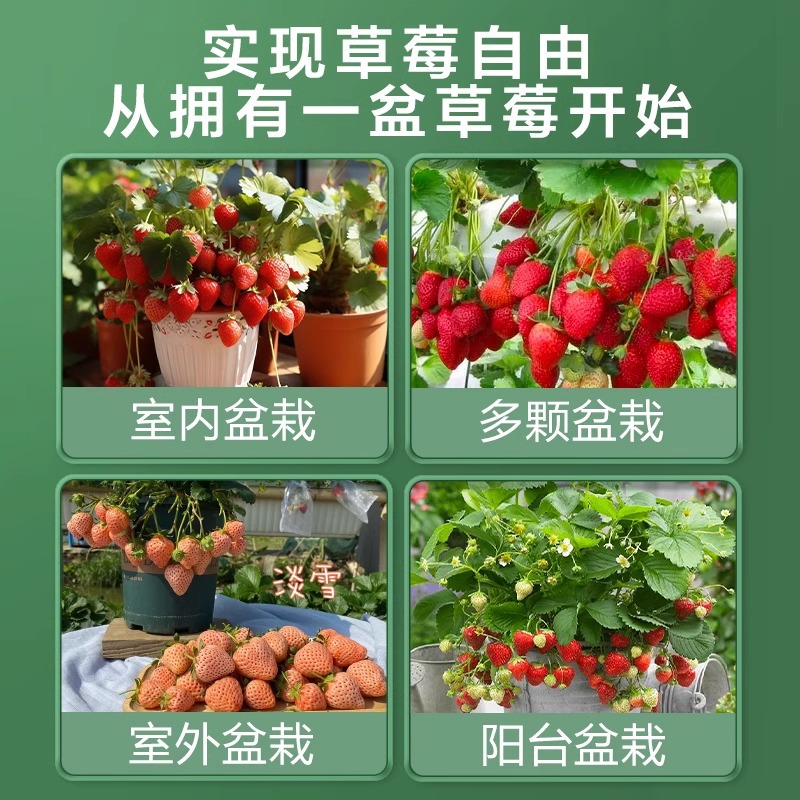 Four-Season Cream Strawberry Seedlings Potted Balcony Planting with Soil New Seedlings Hongyan Dandong 99 Seeds Bear Fruit in the Same Year
