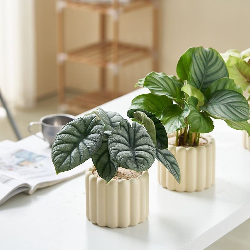 Office Desktop Indoor Green Plants Small Potted Cream Style Ornaments Indoor Formaldehyde Removal Air Purification Universal for All Seasons