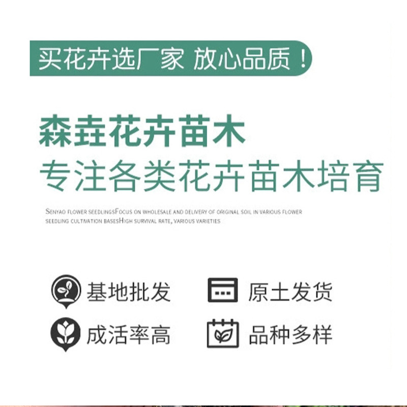 Clustered Phlox Seedlings Potted Perennial Phlox Greening Landscape Perennial Nutrition Cup Seedlings Phlox Cherry