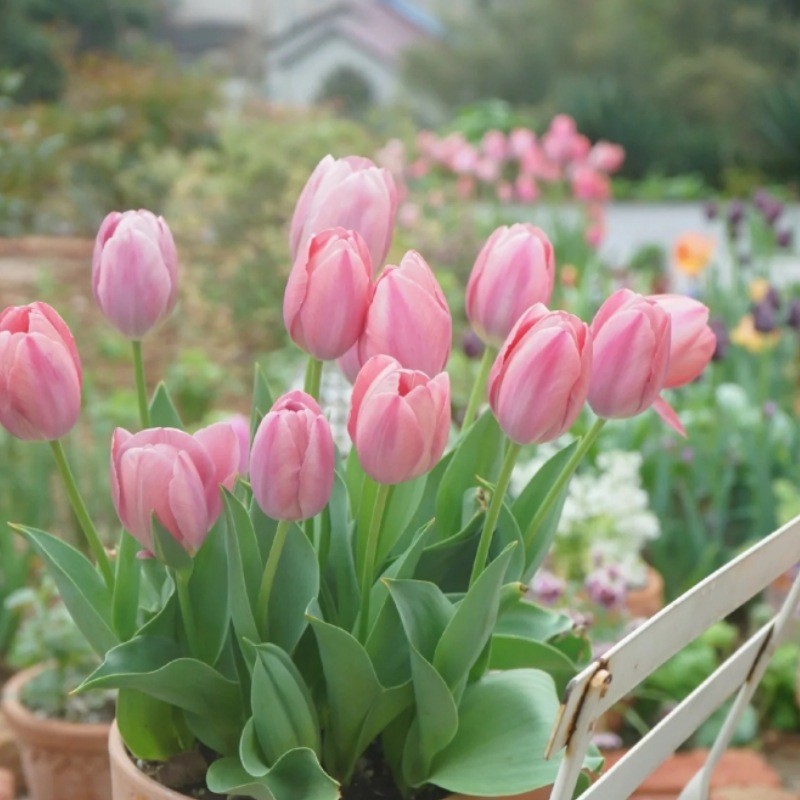 Tulip Bulbs, Perennial Tulip Seeds, Soil Culture, Hydroponic Culture, Indoor and Outdoor Planting, Cold-Resistant and Easy to Survive