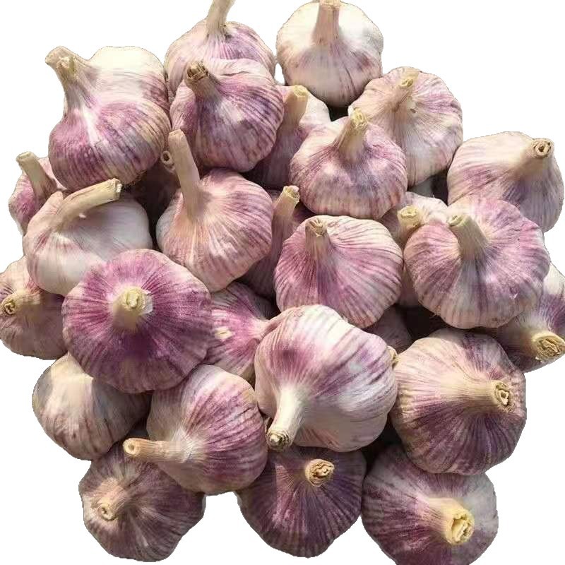 [Low Price] Jinxiang Purple Skin Garlic New Dried Garlic Garlic Head Dried Garlic Large Fresh Garlic Whole Box
