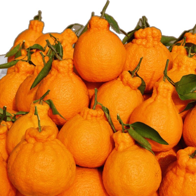 Ugly Orange Sichuan Navel Mandarin不知火 Fresh Fruit Orange Super Sweet Navel Mandarin Non-Wo Mandarin Wholesale