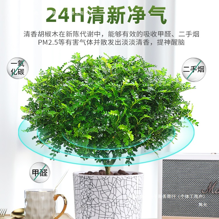 Fragrant Pepper Wood Potted Green Plants, Mosquito Repellent Grass, Flower Plants, Indoor Saplings, Nine-Mile Fragrant Old Stump Bonsai