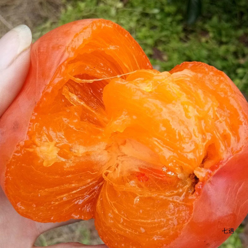 Guangxi Soft Persimmon Fresh Fruit Bursting Pulp Flow Heart Sweet Frozen Crystal Red Persimmon Small Persimmon Non-Fire Crystal Persimmon Sun-Dried Persimmon