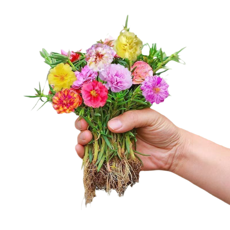 Double-Petaled Sunflower Seedlings with Roots, Potted Seedlings, Mixed-Color Four-Season Flowering Plants with Buds, Mosquito Repellent Green Plants, Easy to Grow Florals