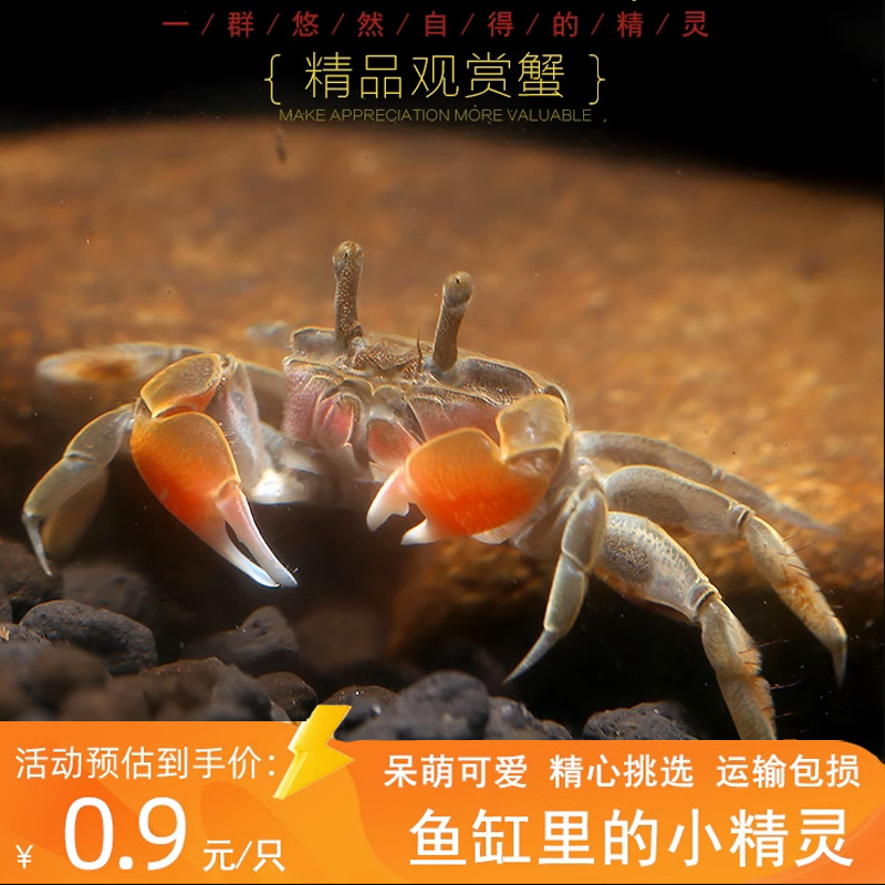 Pepper Crab Small Crab Stall with Price of Goods Hand Crab Ornamental Crab Freshwater Crab Living Pet Origin