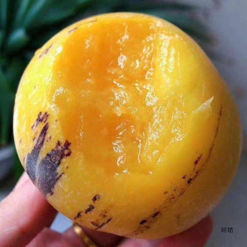 [Free Shipping] Ripe Stone Forest Ginseng Fruit on the Tree, Round Fruit, Yunnan Stone Forest Ginseng Fruit, Seasonal Fresh Fruit for Pregnancy