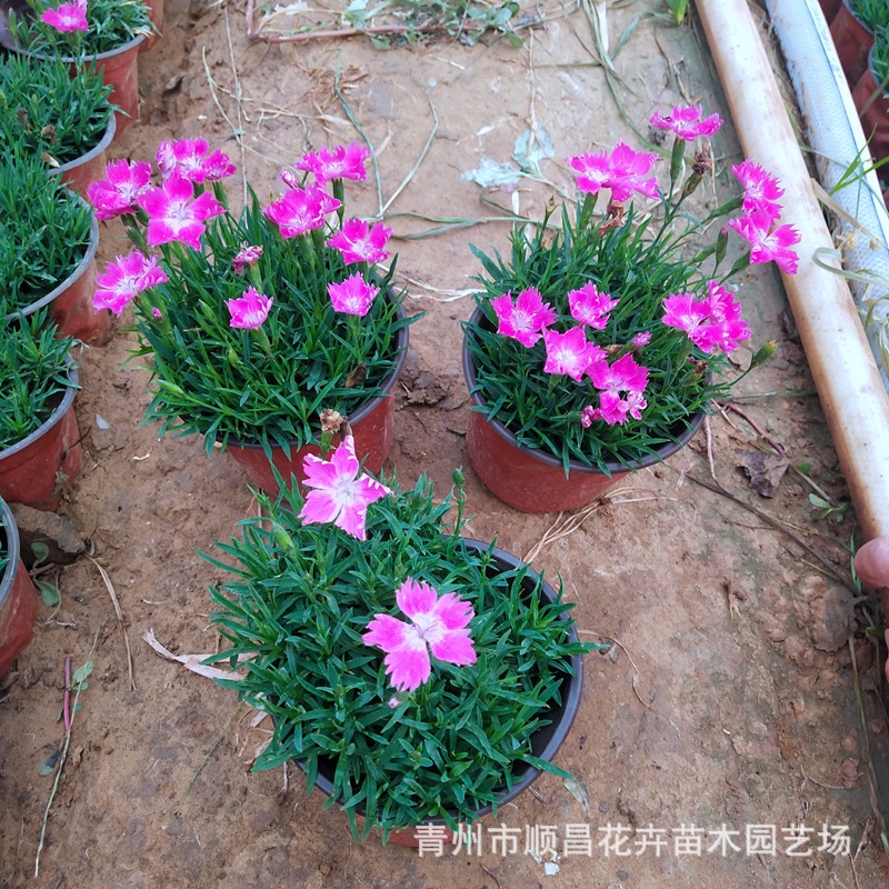 Dianthus Potted Cold-Resistant Flower Seedlings, Lawn Ground Cover, Community Courtyard Park Greening, Qingzhou Base Dianthus Seedlings