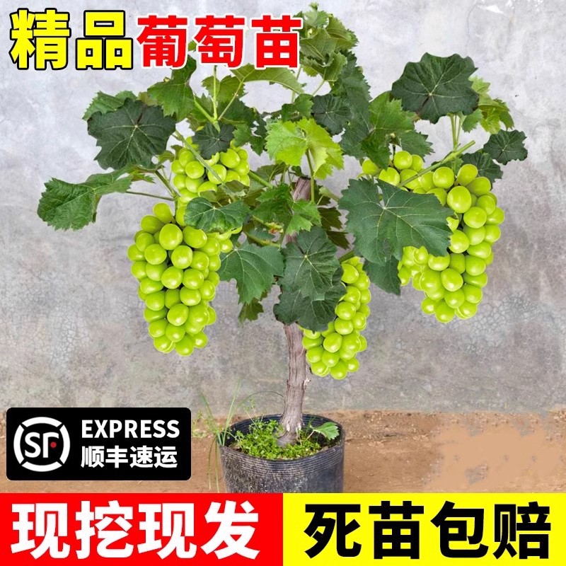 Sunshine Rose Grape Seedlings for Planting in Both Northern and Southern Regions, Cold-Resistant Nina Queen Sapphire Seedless Seedlings on Old Stumps