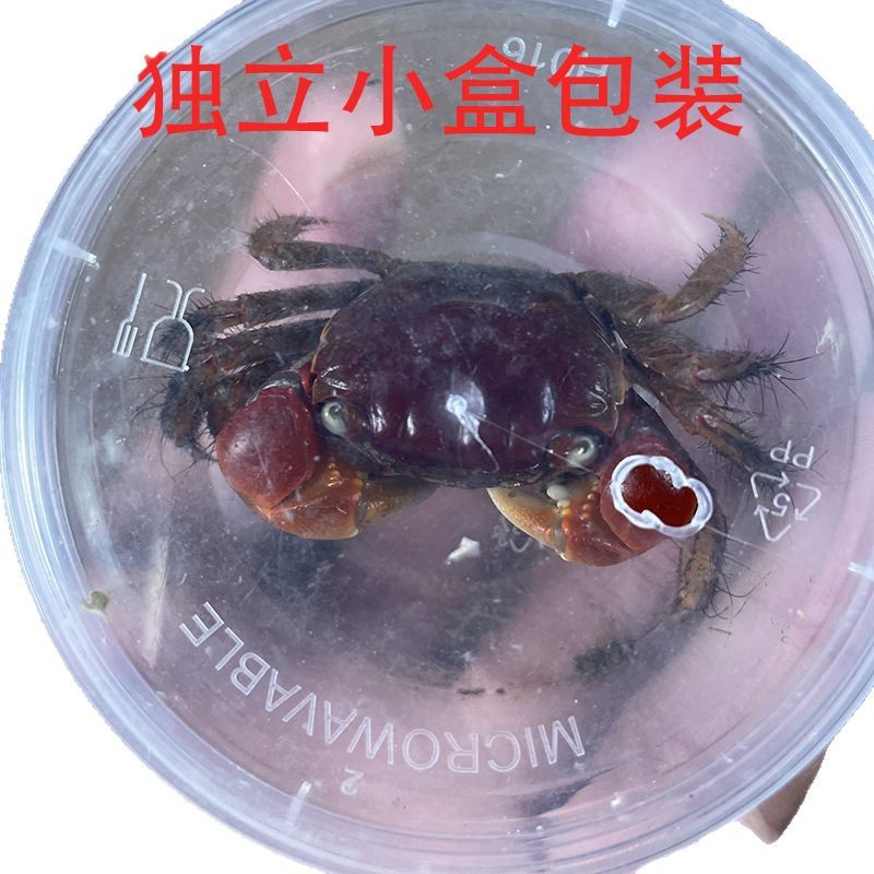 Xiangshou Crab Pet Desktop Pet Ornamental Crab Live Red Claw Internet Celebrity Desktop Crawling Pet Easy to Raise Aquarium Ornamental Crab